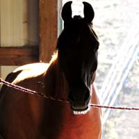 Buddy arabian Beginner intermediate advanced lesson trail gaming horse 4H