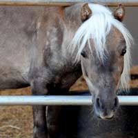 Other stuff at our barn