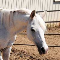 Lily arabian intermediate advanced lesson arena english gaming horse 