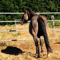 Max Kiger pony for intermediate riders